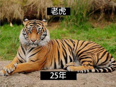 老虎寿命，老虎寿命竟然这么长，超出了你的想象！