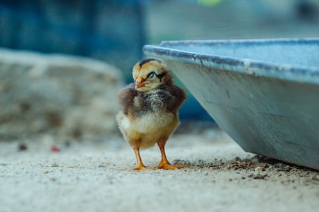 如何培育无壳孵化小鸡？