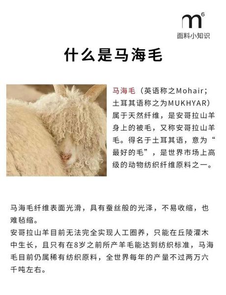 马海毛是什么毛，马海毛是什么毛？这是一只经历了百年沧桑的动物