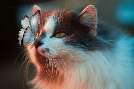 毛毛虫的梦想就是要变成美丽的蝴蝶