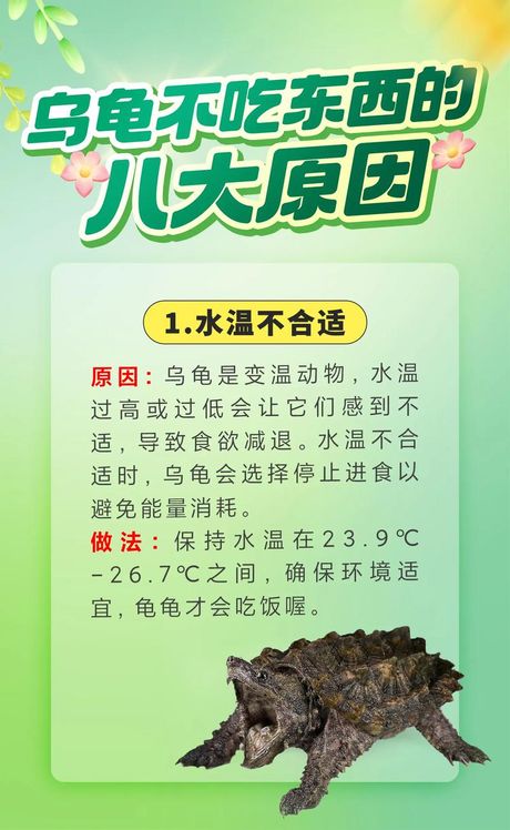 乌龟不吃东西，怎么办？乌龟不吃东西啦！