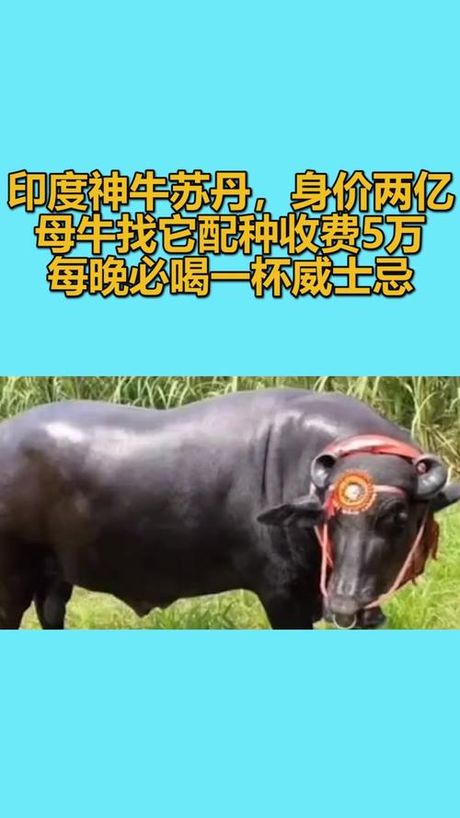 苏丹牛多少钱一头，苏丹牛多少钱一头？了解苏丹牛价格及特点