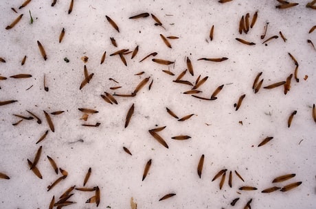白蚂蚁图片：探秘白蚂蚁的奥妙之处