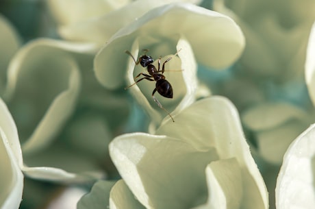 《蚁人与黄蜂女:量子狂潮》再现超级英雄的魅力