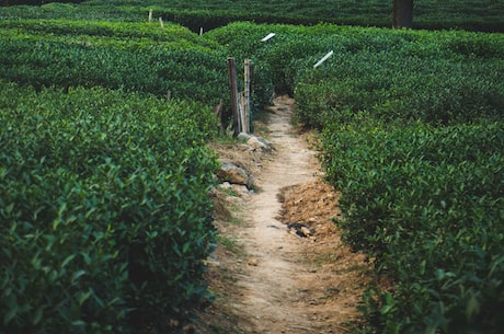 绿茶功效大揭秘，喝了不止解渴！