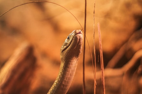 惊！这十大最诡异的蛇竟然存在？！