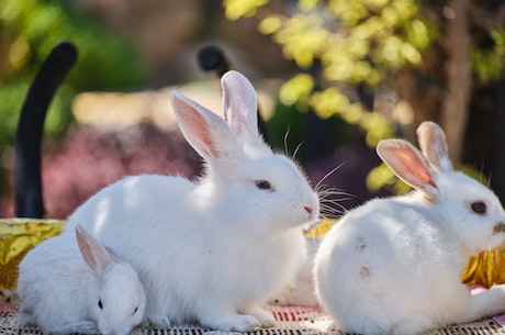 兔子耳朵的神奇作用，你绝对不知道！