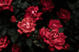 珠江玫瑰花园(探秘珠江玫瑰花园：优美的装修艺术)