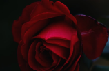 19朵玫瑰(【19朵玫瑰】献给爱人最浪漫的礼物！)