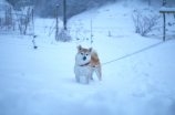 观冰糖炖雪梨电视剧，春季滋阴养生好时光