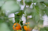 西红柿百科(西红柿百科 - 西红柿的品种、营养价值和常见用途)