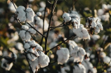 mian hua - 棉花（mián huā）的种植和加工
