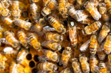 蜜蜂图片(探秘蜜蜂的奇妙世界)