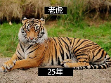 老虎寿命，老虎寿命竟然这么长，超出了你的想象！