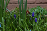 水仙花种植(水仙花种植技巧分享)