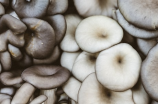 佛珠生菇(你知道佛珠生菇吗？这道菜鲜香可口，快来一起学习如何做吧！)