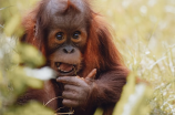 惊险！保护印尼红毛猩猩的护林员差点丧命