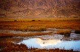 鄂尔多斯旅游(鄂尔多斯旅游：探索内蒙古的草原景物与文化遗产)