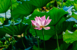 水中花谭咏麟(水中花谭咏麟十年后再入歌坛，化身“花神”震撼全场)