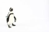 《企鹅历险记》：让孩子领略极地奇幻之旅