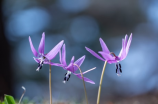 万花镜写轮眼(万花镜写轮眼——寻找永恒的力量)