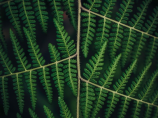 蕨类植物(了解蕨类植物的五大特征)