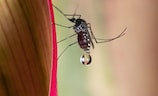 夏日防蚊知识大揭秘：蚊虫叮咬怎么办？