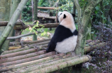 灰熊黑八(上海动物园迎来新角色——灰熊黑八)