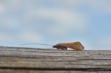 蟑螂卵鞘：蟑螂繁殖的“圣殿”