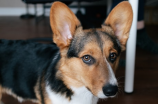 柯基犬好养吗？了解一下这种感觉别样的宠物