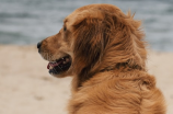 萨摩耶犬——一只温柔可爱的搜寻犬