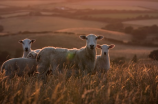 山坡羊(探秘山坡羊：美味与养殖的全方位百科解析)