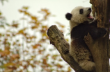 中国大熊猫数量大幅增加！