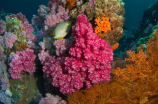 珊瑚虫(闻名已久的珊瑚虫，你了解它多少？)