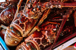 龙虾吃什么食物(龙虾吃什么食物？五种食物教你一次性满足它的口腹之欲！)