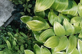观赏植物学：美丽植物的奇妙世界