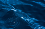 【喙鲸】神秘海洋生物值得探究