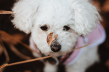 想养马尔济斯犬？看看这些细节！