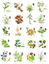 草药图片：中草药的魅力