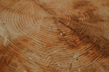 乌木是什么木头(乌木是什么木头？原来它是这样的一种木材！)