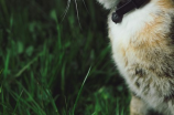 布偶猫价格多少钱一只(布偶猫价格多少钱一只？)