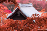 天下第一日本免费高清视频(天下第一日本免费高清视频：让你体验日本的魅力)