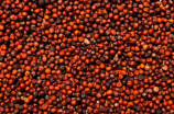 柳州红豆(探访柳州红豆，品味怪异的旅行体验)