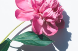 鲜花保鲜(若何做到鲜花保鲜？)