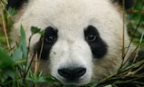 姝福州熊猫天下（姝福州熊猫天下——与熊猫亲密接触的家园）