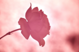 红宝石海棠(红宝石海棠花语大全，你知道几种？)