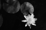 为什么栀子花被以为是不祥瑞的？