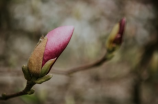 椴树花(椴树花：春天最美的风景线)